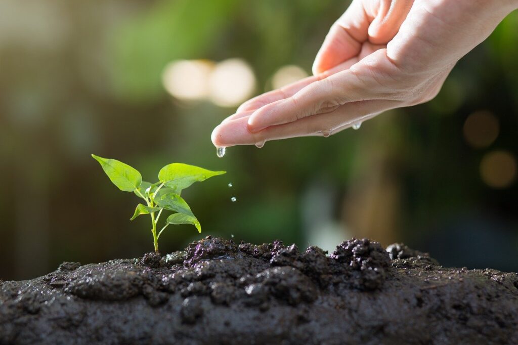 soil, plants, grow-8080788.jpg