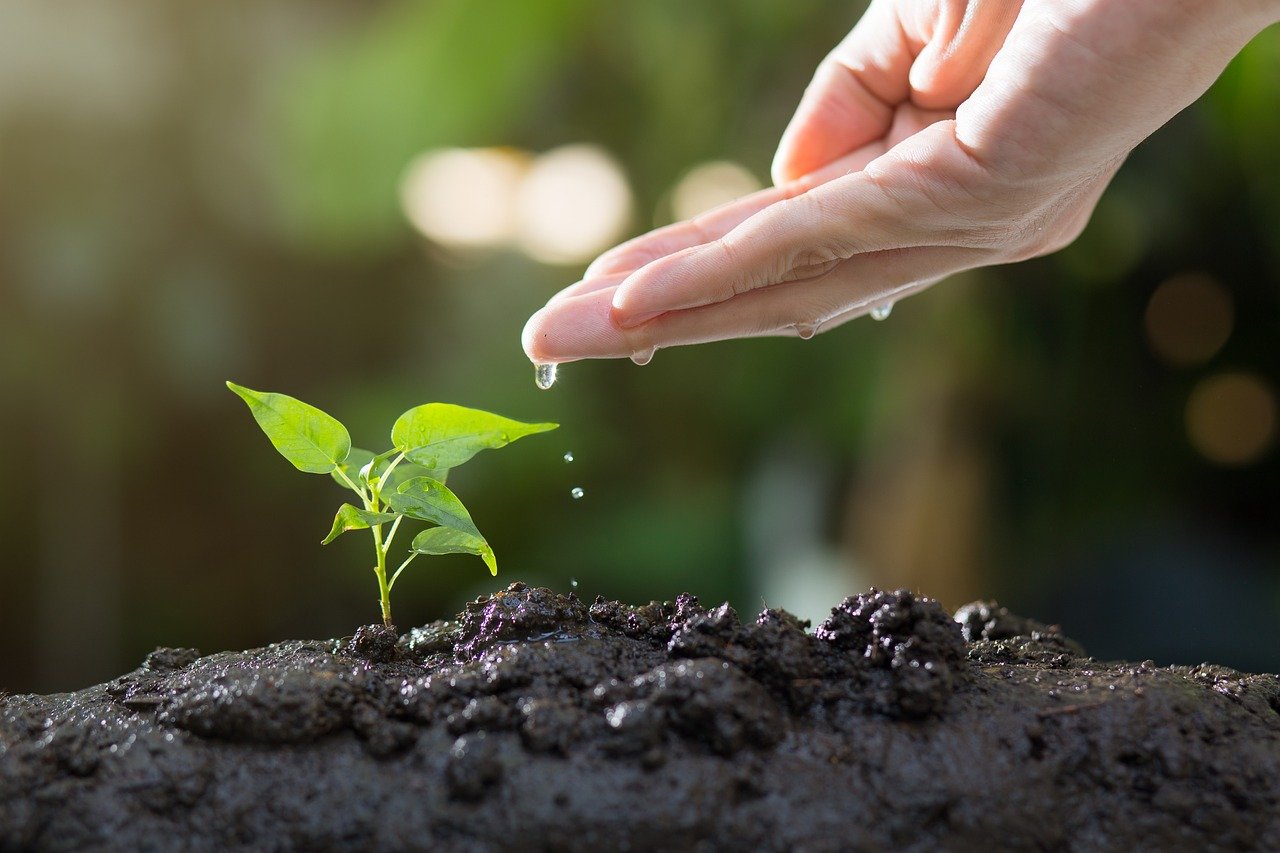 soil, plants, grow-8080788.jpg